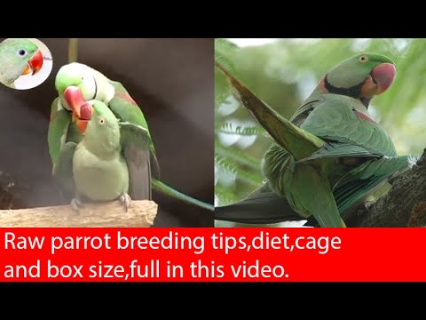 How to breed Raw Parrot tips, diet, Cage and box size in urdu/hindi.