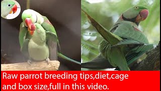 How to breed Raw Parrot tips, diet, Cage and box size in urdu/hindi.