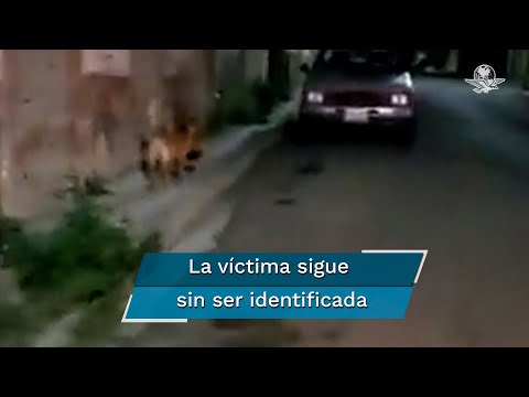 Recuperan la cabeza humana que llevaba perro en el hocico en Zacatecas
