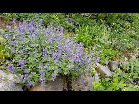 Video: Mačja Meta (trava) - Koristne Lastnosti In Uporaba Mačje Mete, Semen Mačje Mete, Gojenje. Catnip, Fassena, Limona