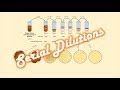 Serial Dilutions of a Bacterial Culture