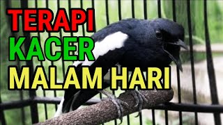 terapi kacer males bunyi/mabung di malam hari