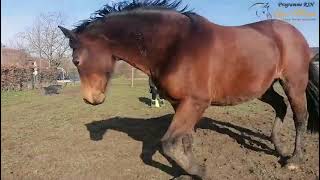 Comment agrandir le cercle avec son cheval