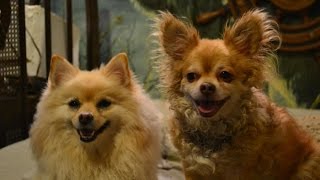 My Experince On Tosh O,Dog Trainer All The Dogs........peter Caine Dog Training