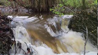Fish jumping beaver dam on River Tale (video: Roger Auster)