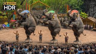 Download lagu πΉπ 4K HDR | An Amazing Show π The Smartest Elephant in the World | Safari World Thailand