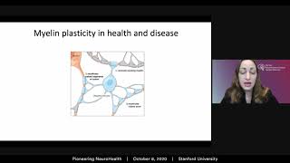 Neuron-glial interactions in health and disease: from cognition to cancer