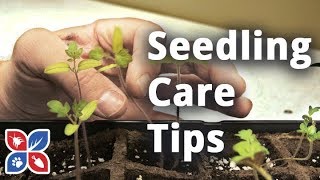 Do My Own Gardening - Do's and Don'ts of Seedling Care
