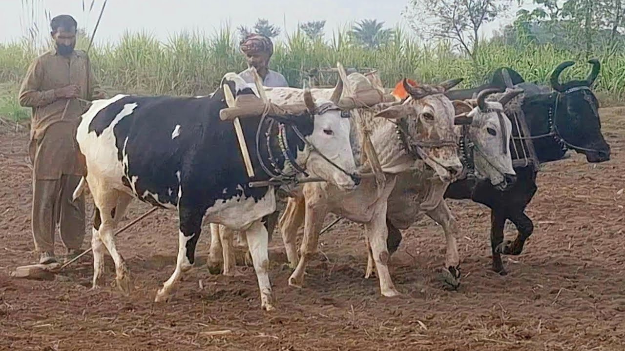 Bull powered field leveller | Four pairs of bulls levelling the field | Traditional and old punjab