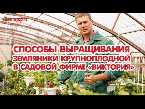 Способы выращивания земляники крупноплодной в Садовой фирме Виктория