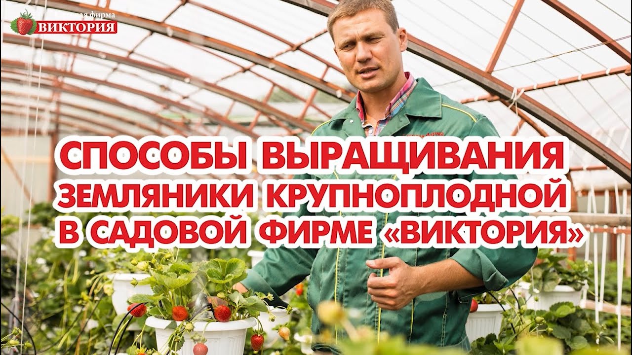 Виктория Интернет Магазин Саженцев Каталог