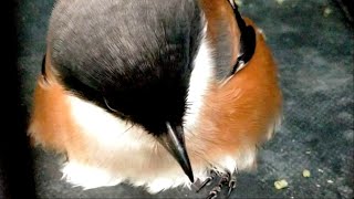 jangan kaget saat mabung CENDET terjadi seperti ini