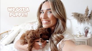 Celebrity WE GOT A PUPPY!!!! collecting our new cockapoo puppy and first few days at home vlog || Talia Rose Wealth