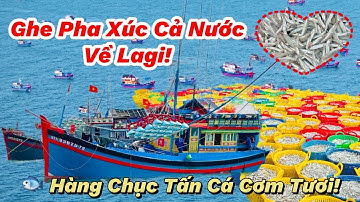 Ghe Pha Xúc Cả Nước Đổ Bộ Lagi – Mang Theo Hàng Chục Tấn Cá Cơm Tươi!