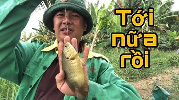 Câu Cá Rô Đồng.Chia Sẽ Cách Trộn Cám Cho Một Người Bạn/@ninhfishing