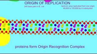 DNA REPLICATION: ORIGIN OF REPLICATION