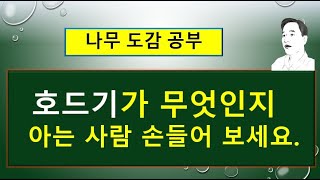 갯버들 vs 눈갯버들의 서로 다른 차이점