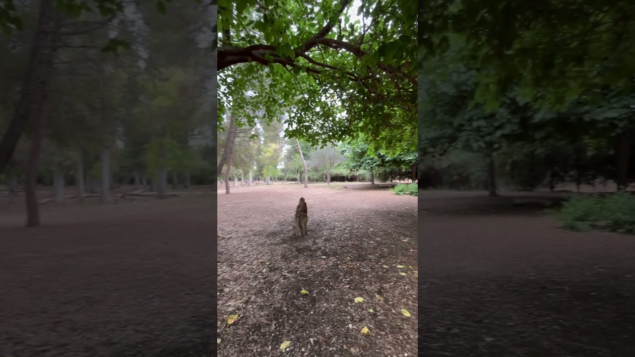 La Xopera-área recreativa/Algemesí