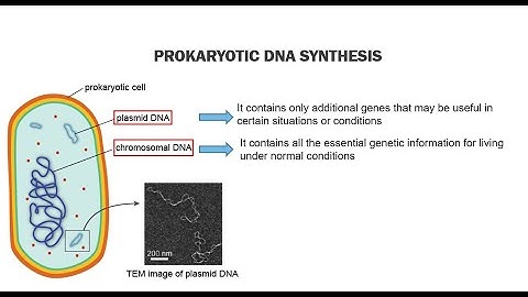 Prokaryotic DNA Replication
