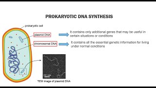 Prokaryotic DNA Replication