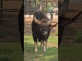 Indian Bison (Gaur), DELHI ZOO