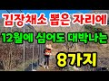 겨울에 더 맛있고 잘자라는 12월에 심어도 대박나는 8가지 작물 김장채소 뽑은자리에 심을채소 추천 월동되는최고의식물 시골텃밭 #친환경#주말농장#건강#힐링#귀농#정원#전원생활 image