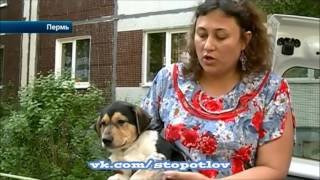 Алкоголики в Перьми выбросили из окна щенка Алкоголики в Перьми выбросили из окна щенка