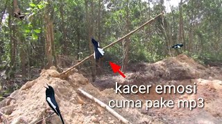 emosi tak terkendali.burung kacer ini syok ketika mendengar bunyi mp3. mikat burng kacer