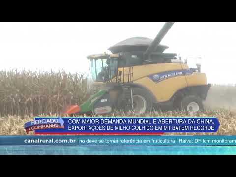 Com maior demanda exportações de milho colhido em MT batem recorde | Canal Rural