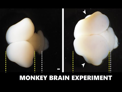 Is One Gene the Secret to Language? | The 2020 Monkey Experiment