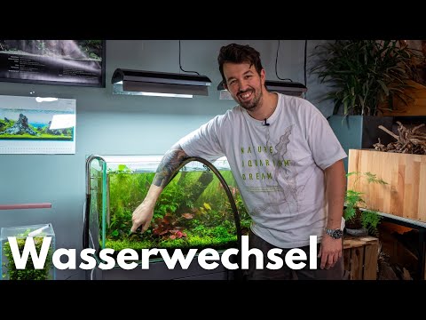 Video: Planarien im Aquarium: wie loswerden? Schritt-für-Schritt-Anleitung