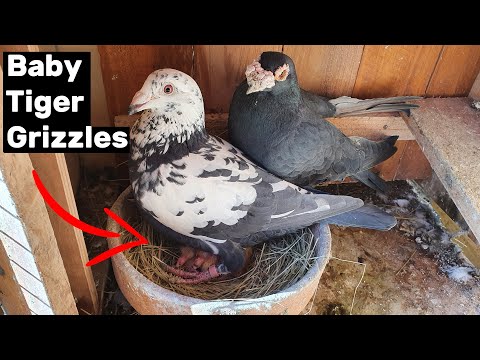 Click to Play Video