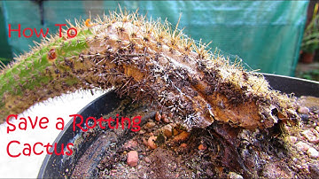 How to Save a ROTTING Cactus