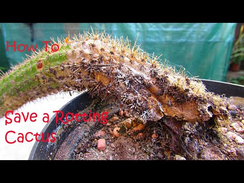 Video: Drechslera kaktusa stublāju puve: kā glābt trūdošu kaktusu