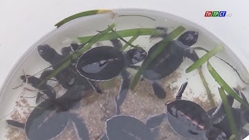 Nỗ lực bảo tồn rùa biển| THTPCT