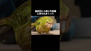 地球最弱の鳥カカポの秘密🤫暴露します🔥