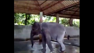 танцующие животные танцующие животные