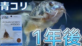 コリドラスパレアタス Youtube