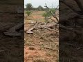 Hear the wind and rain in West Texas