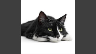 Maxwell the Cat Theme (Orchestral Version)