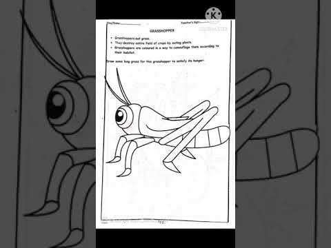 EVS Assignment | Grasshopper