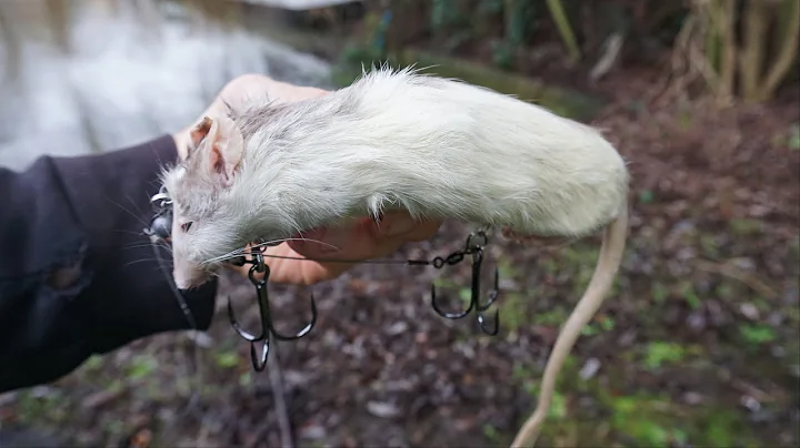 I Shallow Rigged a Dead RAT For Pike!