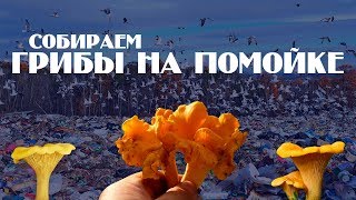 КТО ВЫБРАСЫВАЕТ МУСОР В ЛЕСУ? ЭТО ЖЕСТЬ!!! Экологические проблемы