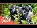 Gorillas In The Mountain Mist [Gorilla Survival Documentary] | Real Wild