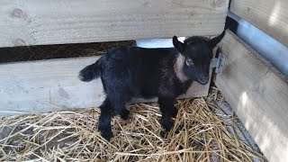 CUTE BABY PYGMY GOAT 💖♥️