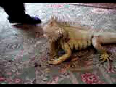 Iguana Ritualized Walk Part 2