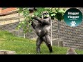 Famous Upright Walking Female Gorilla Tamba