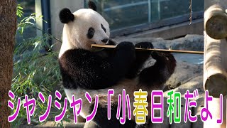 シャンシャン「小春日和だよ」　上野公園のジャイアントパンダ