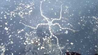 Brittle Star Locomotion in the Ocean