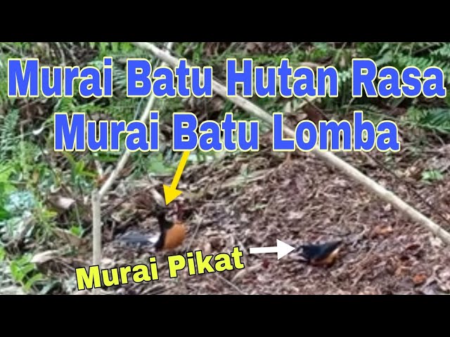 Pikat Murai Batu Hutan Full Isian Episode 6 class=